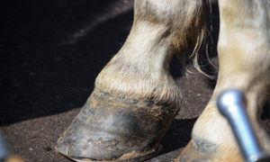 Arthrose bei Pferden