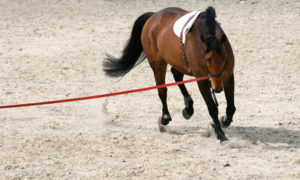 Fotolia / Longieren des Pferdes