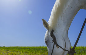 Fotolia / Wichtige Tipps für die artgerechte Pferdehaltung
