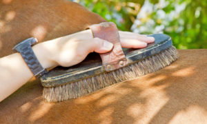 Fotolia / Grundausstattung Pflegezubehör für Pferde
