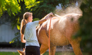 Pferdewäsche im Sommer – das ist wichtig: